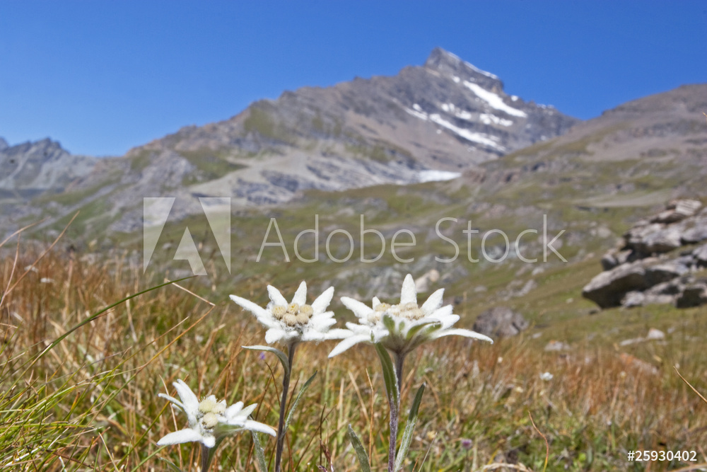 エーデルワイスの花と山